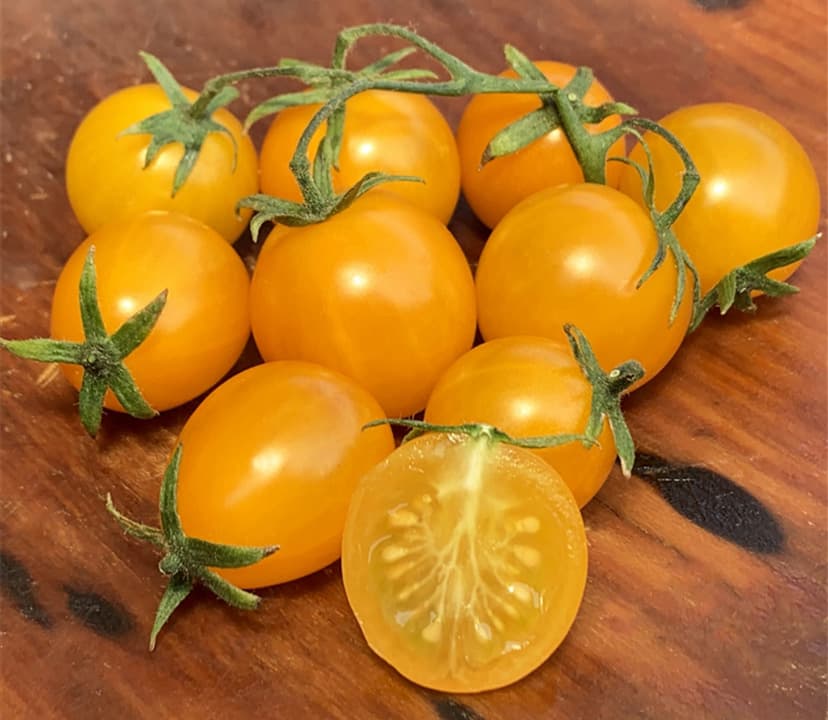yellow tomato sorter1.jpg